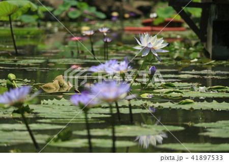 睡蓮 スイレン 水連 41897533