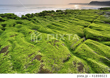 老梅 老梅綠石槽 海 41898023