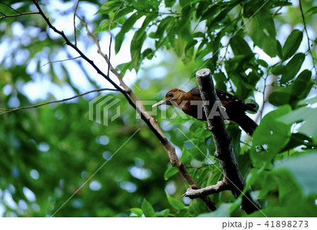 ノグチゲラ ノグチゲラ 41898273