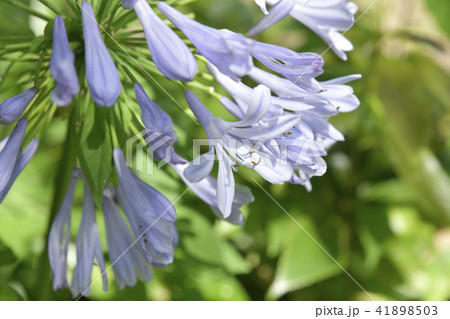 アカパンサス アカパンサス 41898503