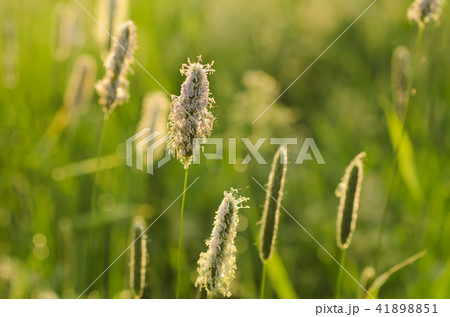 Ear sunny field Ear sunny field 41898851