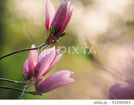 Magnolia spring flowers 41898985