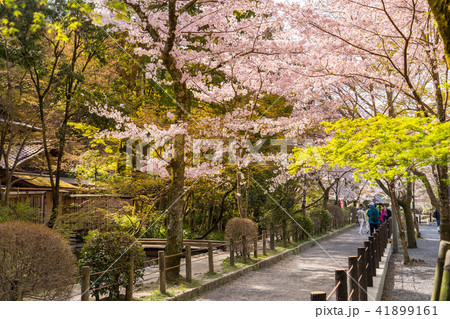 桜満開の「哲学の道」(京都府京都市左京区若王子町)※作品コメント欄に撮影位置あり 桜満開の「哲学の道」(京都府京都市左京区若王子町)※作品コメント欄に撮影位置あり 41899161