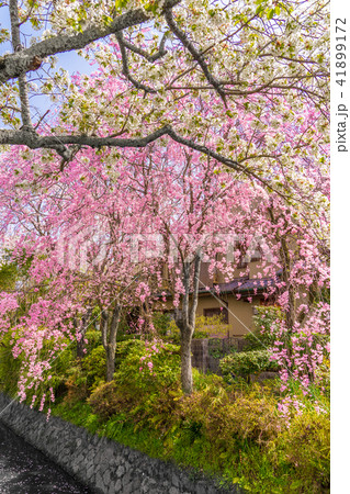 桜満開の「哲学の道」（京都府京都市左京区若王子町）※作品コメント欄に撮影位置あり 41899172