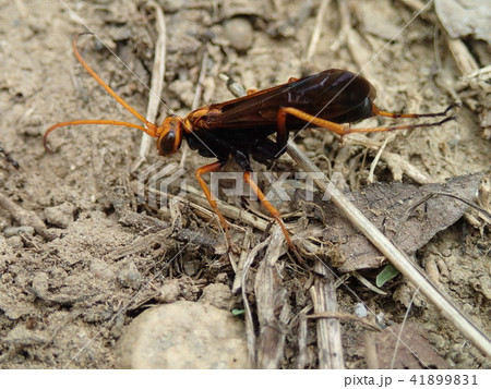 クモバチ クモバチ 41899831