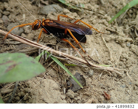 クモバチ 41899832