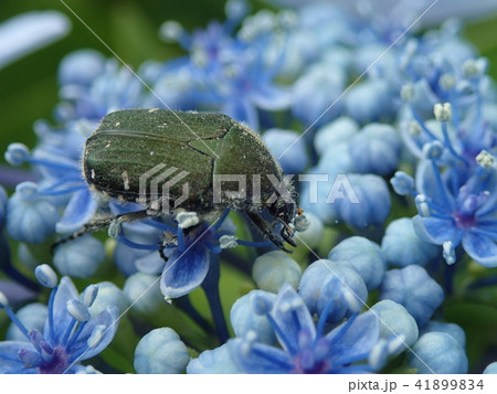 ハナムグリ 41899834