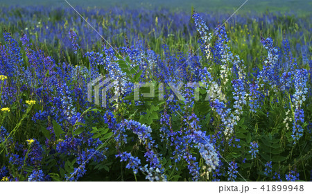 background - evening meadow with blooming lucerne 41899948