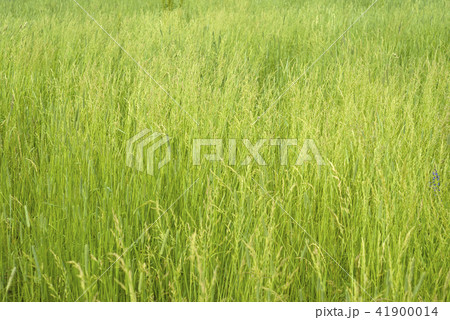 herbal background - summer meadow 41900014