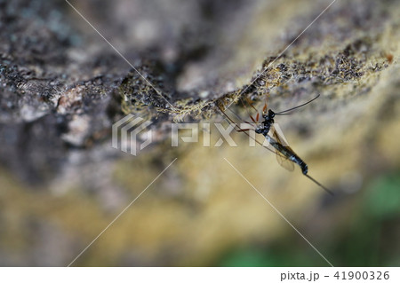 ガロアオナガバチに似たハチ 41900326