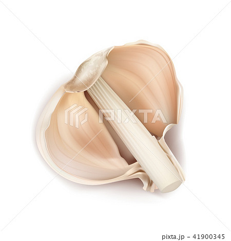 Vector realistic half head of garlic 41900345
