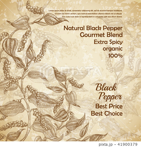 Vector vintage banner with black pepper plant 41900379