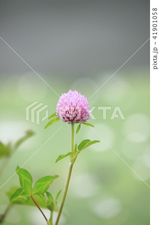 アカツメグサ 草花 アカツメグサ 草花 41901058