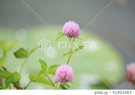 アカツメグサ 草花 アカツメグサ 草花 41901063