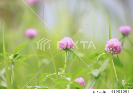 アカツメグサ 草花の写真素材