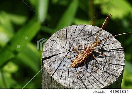 キマダラミヤマカミキリ キマダラミヤマカミキリ 41901354