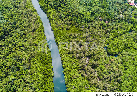 River in tropical mangrove green tree forest River in tropical mangrove green tree forest 41901419