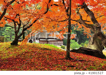 岡山後楽園の唯心山の紅葉の写真素材