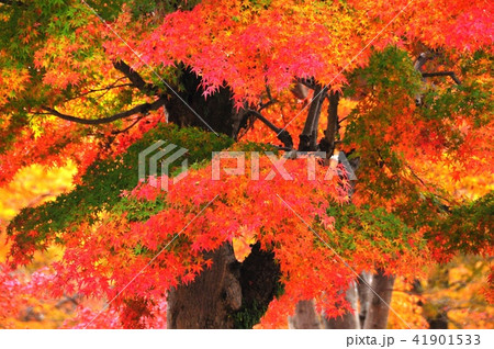 グラデーションが美しいモミジの大木 41901533