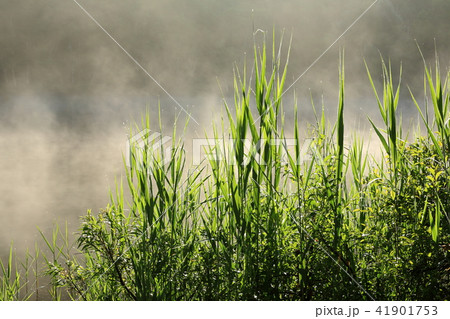 志賀高原　朝もやの木戸池 41901753