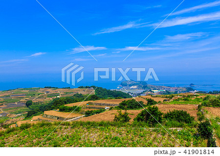 南串山　棚畑（ジャガイモ畑）　【長崎県雲仙市】 41901814