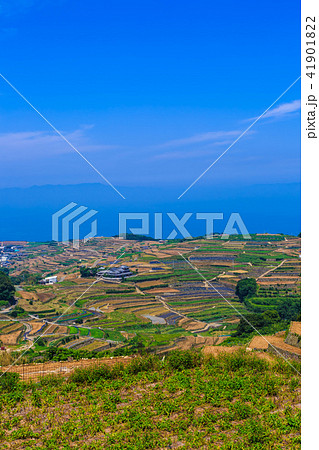 南串山　棚畑（ジャガイモ畑）　【長崎県雲仙市】 41901822