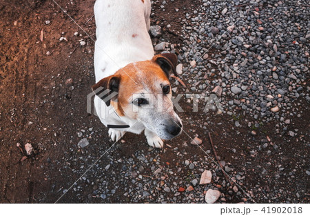 Jack Russell terrier dog portrait closeup Jack Russell terrier dog portrait closeup 41902018