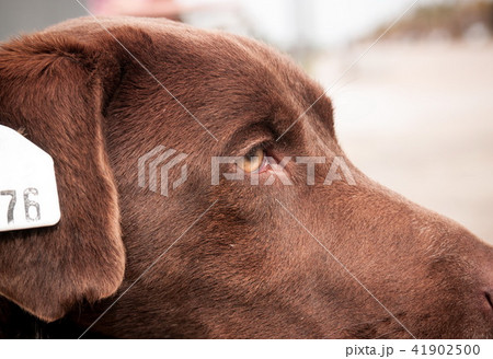 Closeup of the homeless sad dog 41902500