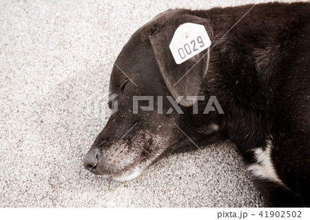 Closeup of the homeless sad dog 41902502