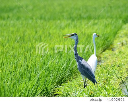 2匹のサギ 2匹のサギ 41902991