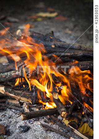 bonfire in the forest 41903053