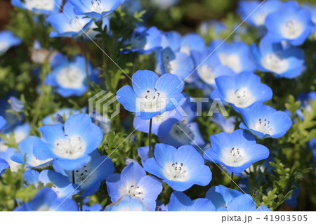 ネモフィラ 41903505