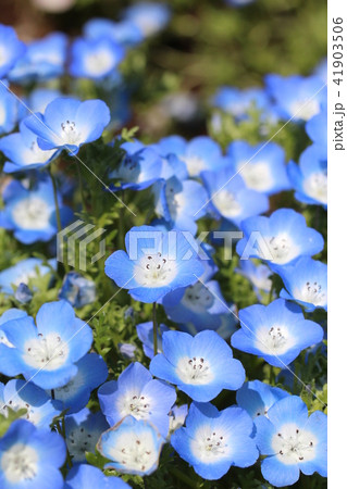 ネモフィラ 41903506