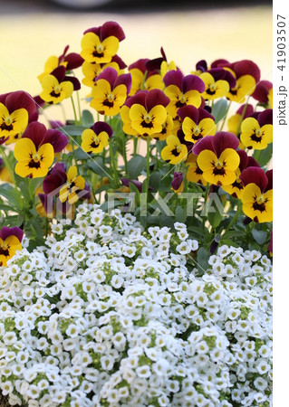 ビオラとアリッサム 41903507
