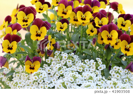 ビオラとアリッサム 41903508