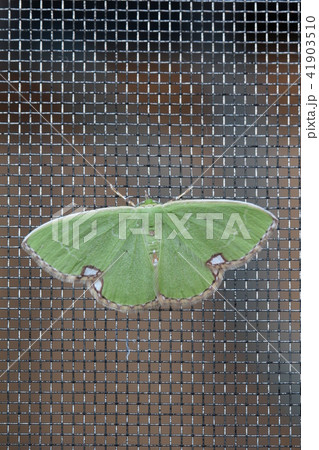 ヨツモンマエジロアオシャク ヨツモンマエジロアオシャク 41903510