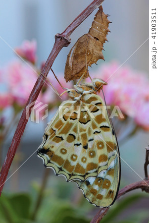 羽化直のツマグロヒョウモン 41903511