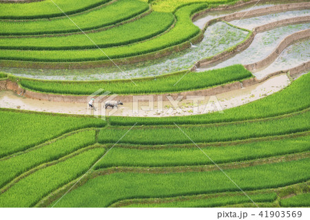 Terraced rice field in water season 41903569