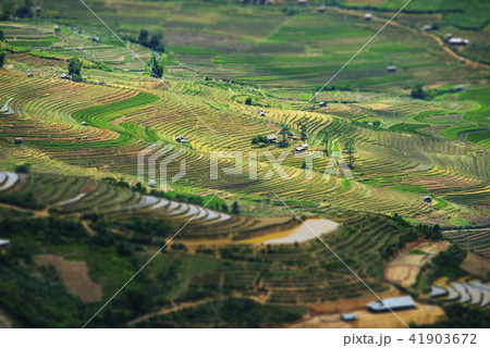 Terraced rice field in water season 41903672