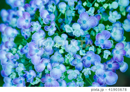 あじさい あじさい 41903678