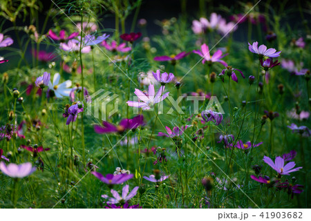 Violet tender flowers 41903682