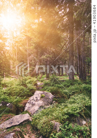North scandinavian forest 41903684