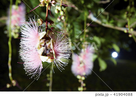 沖縄県 宮古島 サガリバナ 41904088