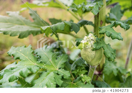 Dangerous toxic plant Giant Hogweed in the field 41904273