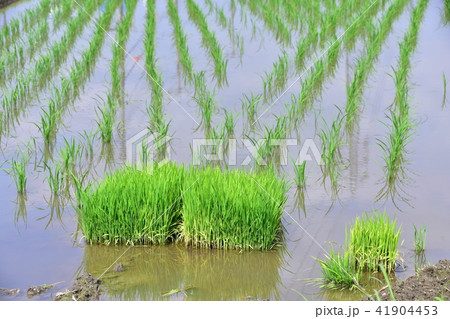 田植えが終わった水田 田植えが終わった水田 41904453