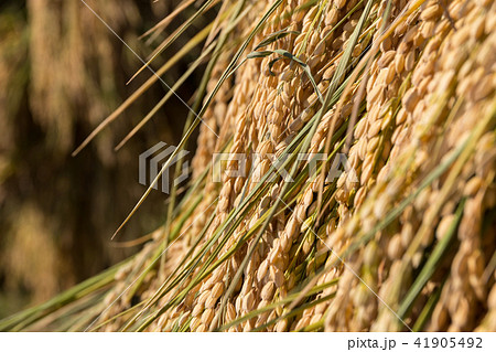 秋田県湯沢市　田園　杭掛け　天日乾燥（9月） 41905492
