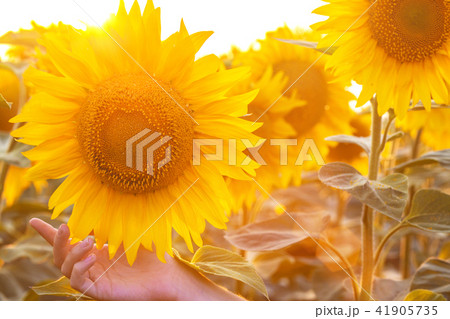sunflowers closeup 41905735