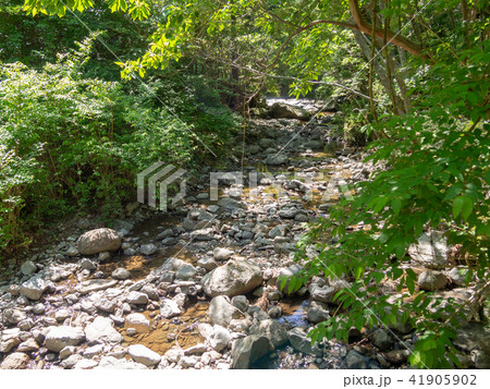 【伊豆】だるま山高原「きよせの森」【初夏】 41905902