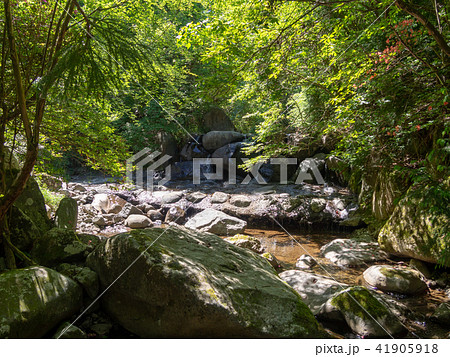 【伊豆】だるま山高原「きよせの森」【初夏】 【伊豆】だるま山高原「きよせの森」【初夏】 41905918