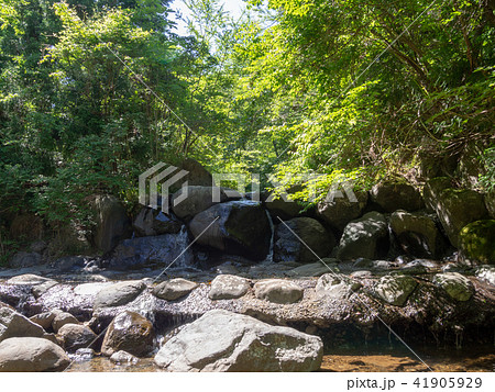 【伊豆】だるま山高原「きよせの森」【初夏】 【伊豆】だるま山高原「きよせの森」【初夏】 41905929